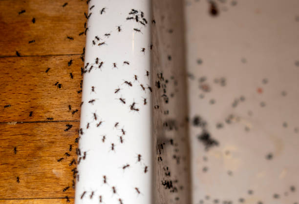 Best Ant Control Services  in Delta, OH